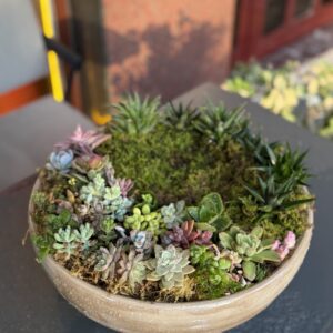 Özel Tasarım Kişiselleştirilebilen Saksı ve Sukulent tasarımı