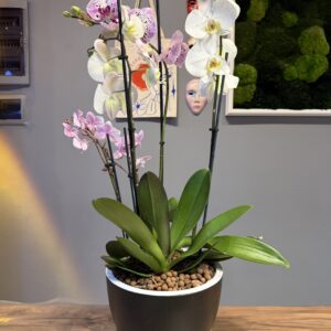 5 Kollu İthal Kişiselleştirilebilen Saksı ve Orkide